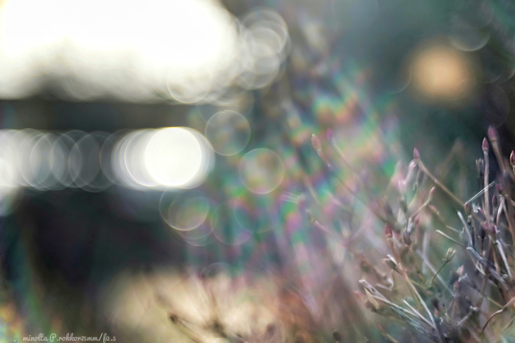 光の妖精が舞い降りた…