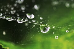 蜘蛛の糸と水玉達…