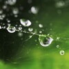 蜘蛛の糸と水玉達…