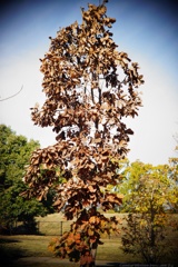 ギリギリ.ギリースーツ…