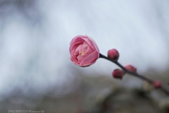 くいしばる梅…