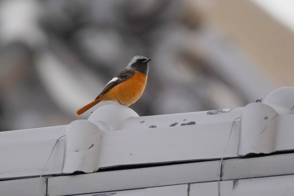 今季やっと会えた…