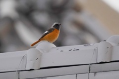 今季やっと会えた…