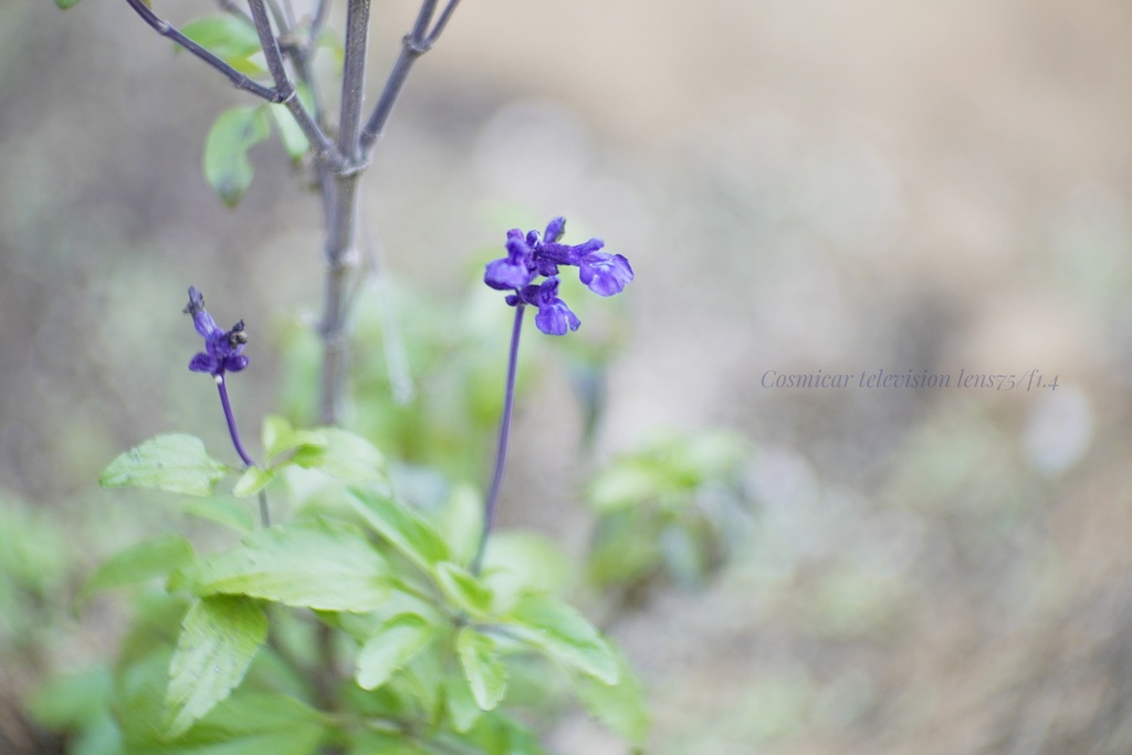 初めて出会った…