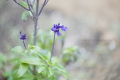 初めて出会った…