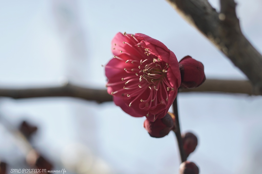 空気が咲かせた紅…