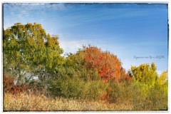 油絵を撮ってみた…