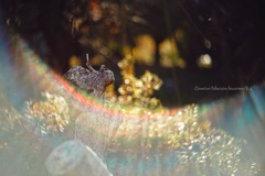 樹木の祈り ― 光へ…