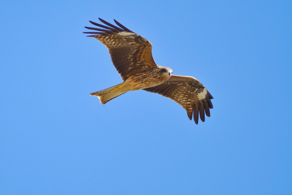飛び立つトビ…