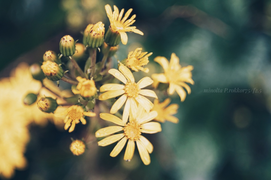 ツワブキの花…