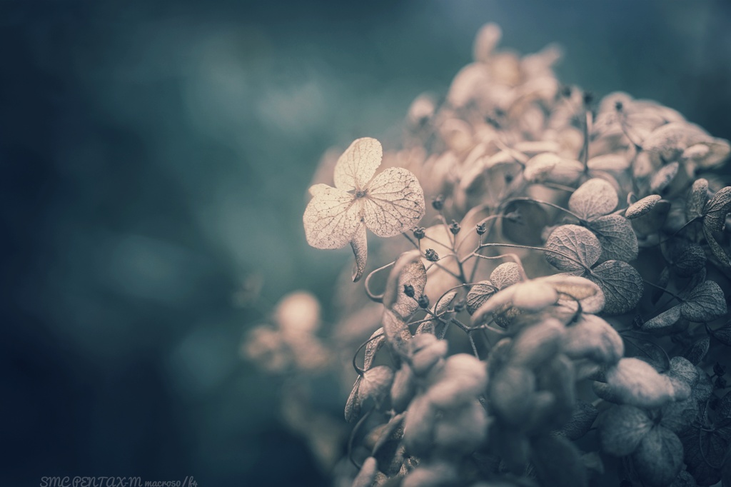 花の記憶…朽ちてなお…