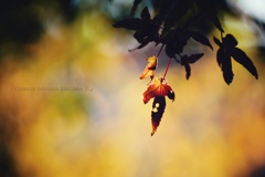 凄腕ガンマン…