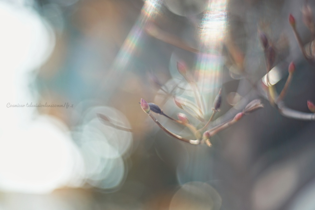 やわらかな予兆…