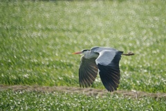 リンリンリンと風囁く…