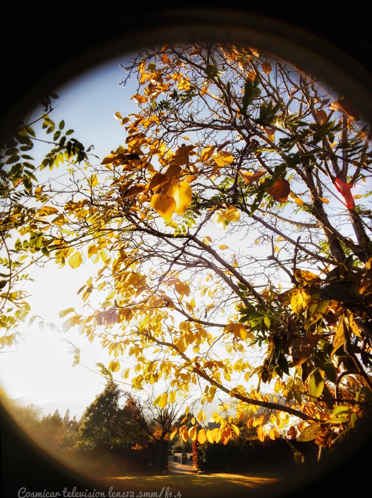 エリザベスの冬…