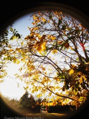 エリザベスの冬…