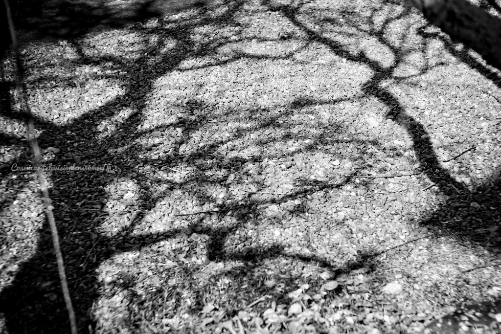 踏まれなかったもの…