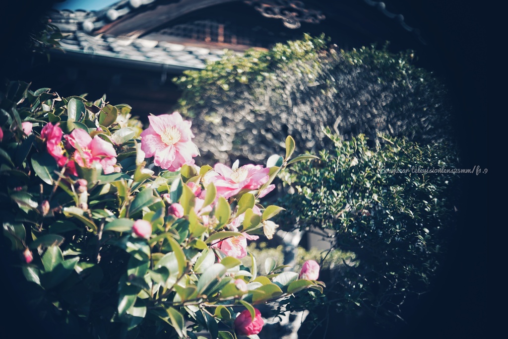 揺れる午後の山茶花…