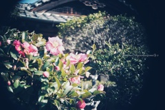 揺れる午後の山茶花…