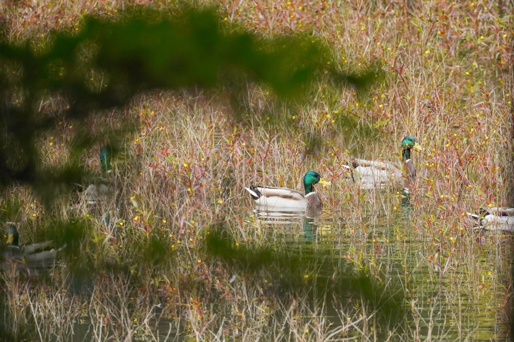 もしかして…食べられるカモ…