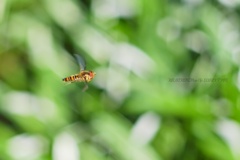 ホバリングなヒラタアブさん