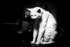 我が家の狛猫様…