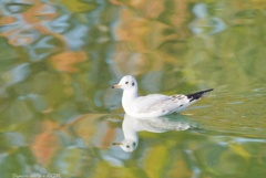 ファンタジックウォーター…