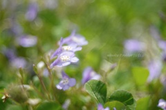 三つ花…