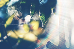 夏夏夏ここなつ…