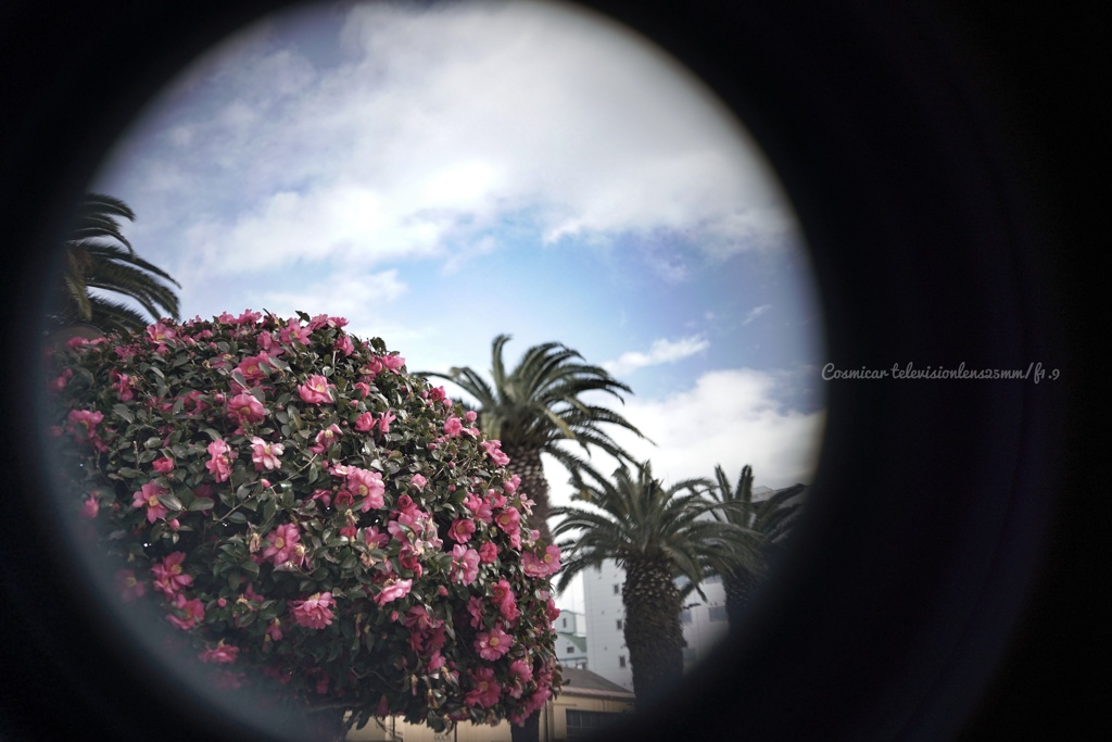 山茶花な防衛線…