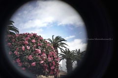 山茶花な防衛線…