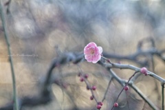 春はまだかと梅心地…