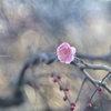 春はまだかと梅心地…