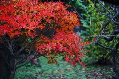 紅は、低く息づく…