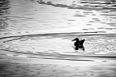 クールなハシビロ男爵…