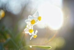 太陽だ、黄色だ、ビタミンCだ！