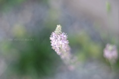 柔らかな光に包まれて…