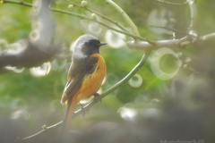 リンリンリンと樹木が唄う…