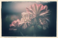 早朝の寒空で春を待つ…