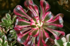 未知なる美しさ…