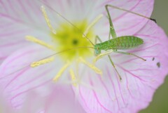 月見草とツユムシ