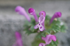 もうすぐ春♪～ですねぇ…