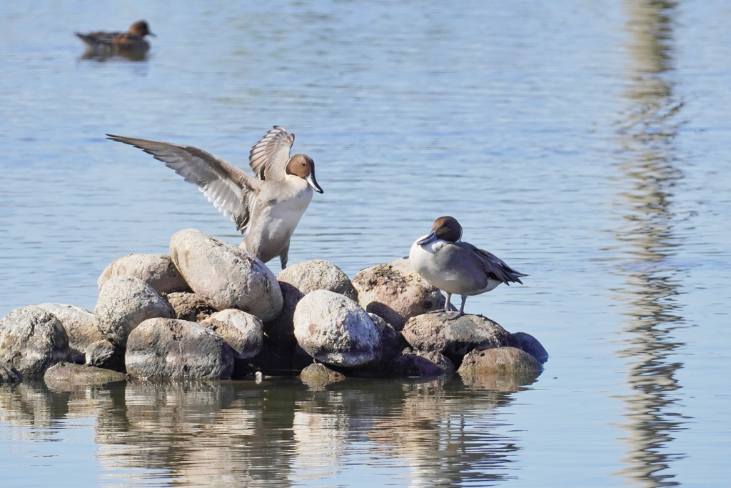 挨拶代わりの羽ばたき…