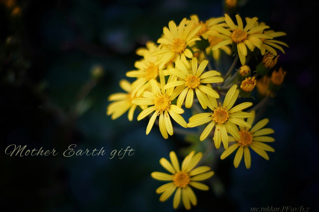 大地からの黄色い花束…