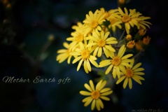 大地からの黄色い花束…