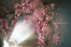 月なき夜の梅灯…