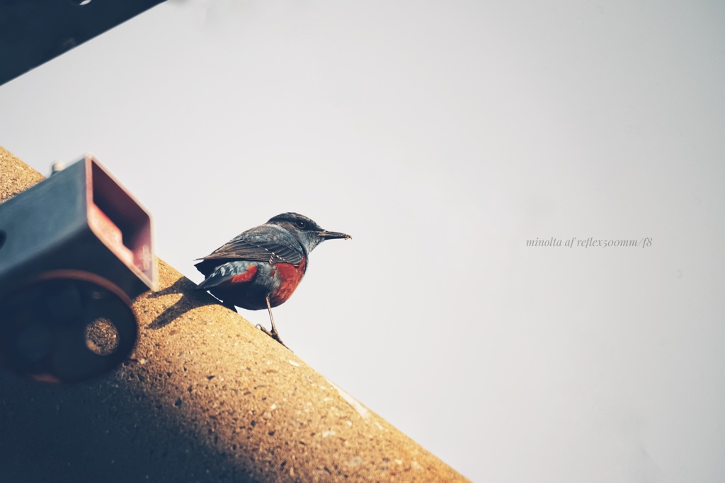 海岸の見張り番…