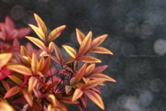 元旦、赤はまだ眠っている…