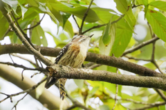 森の音楽隊 打楽器担当…