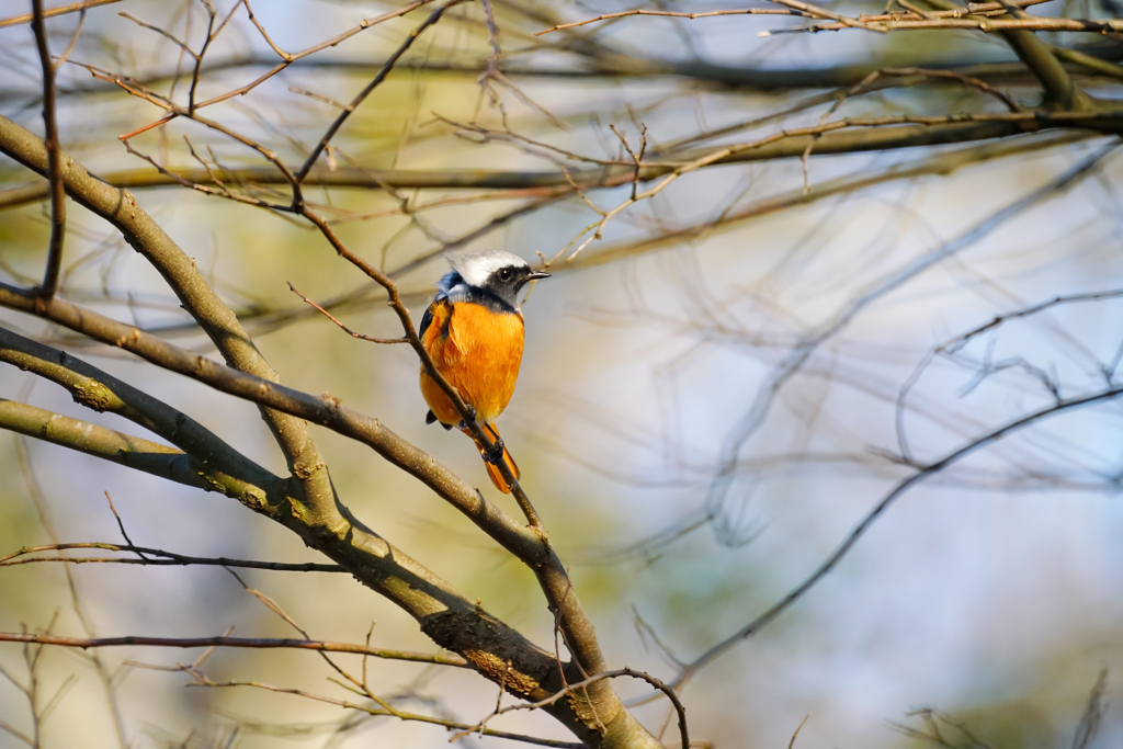 流離いの風来ジョビ…